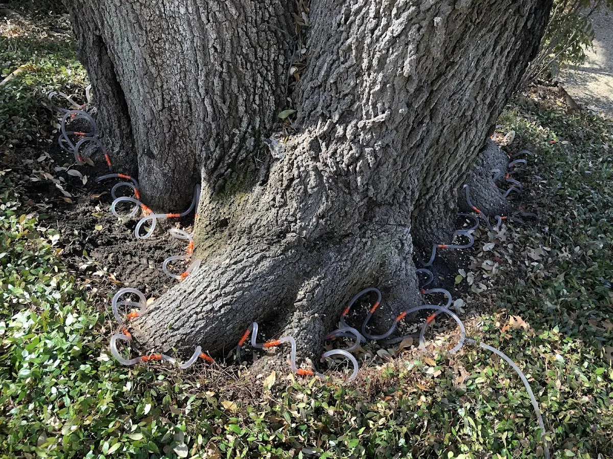 Detailed Tree Cabling and Bracing job site in Powell