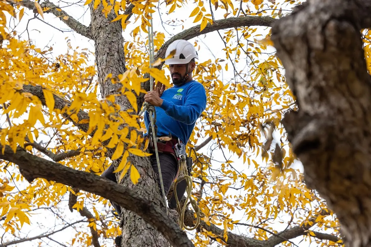 Skilled Dead Tree Removal crew working in Powell